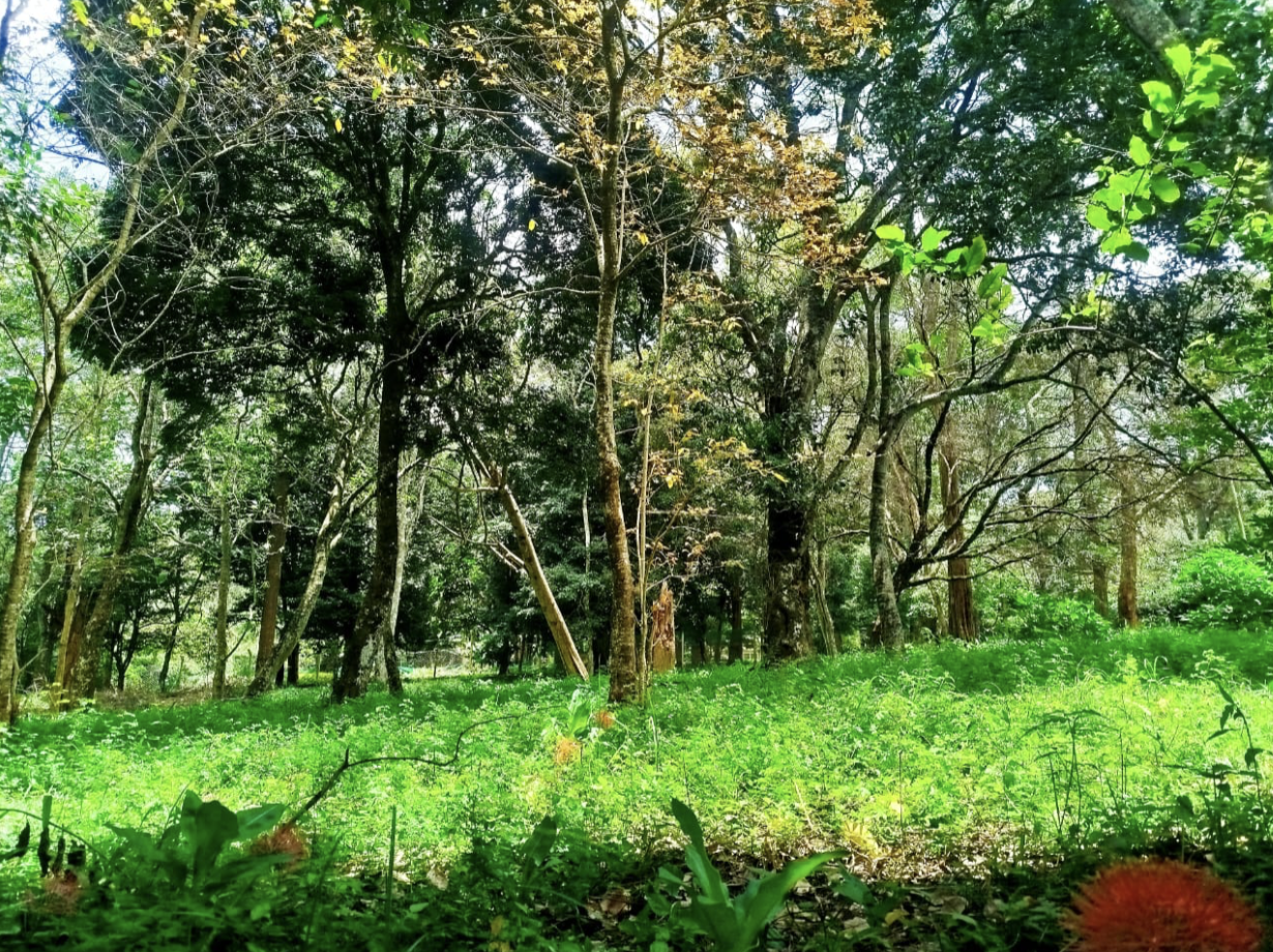 Half-Acre Land in Runda